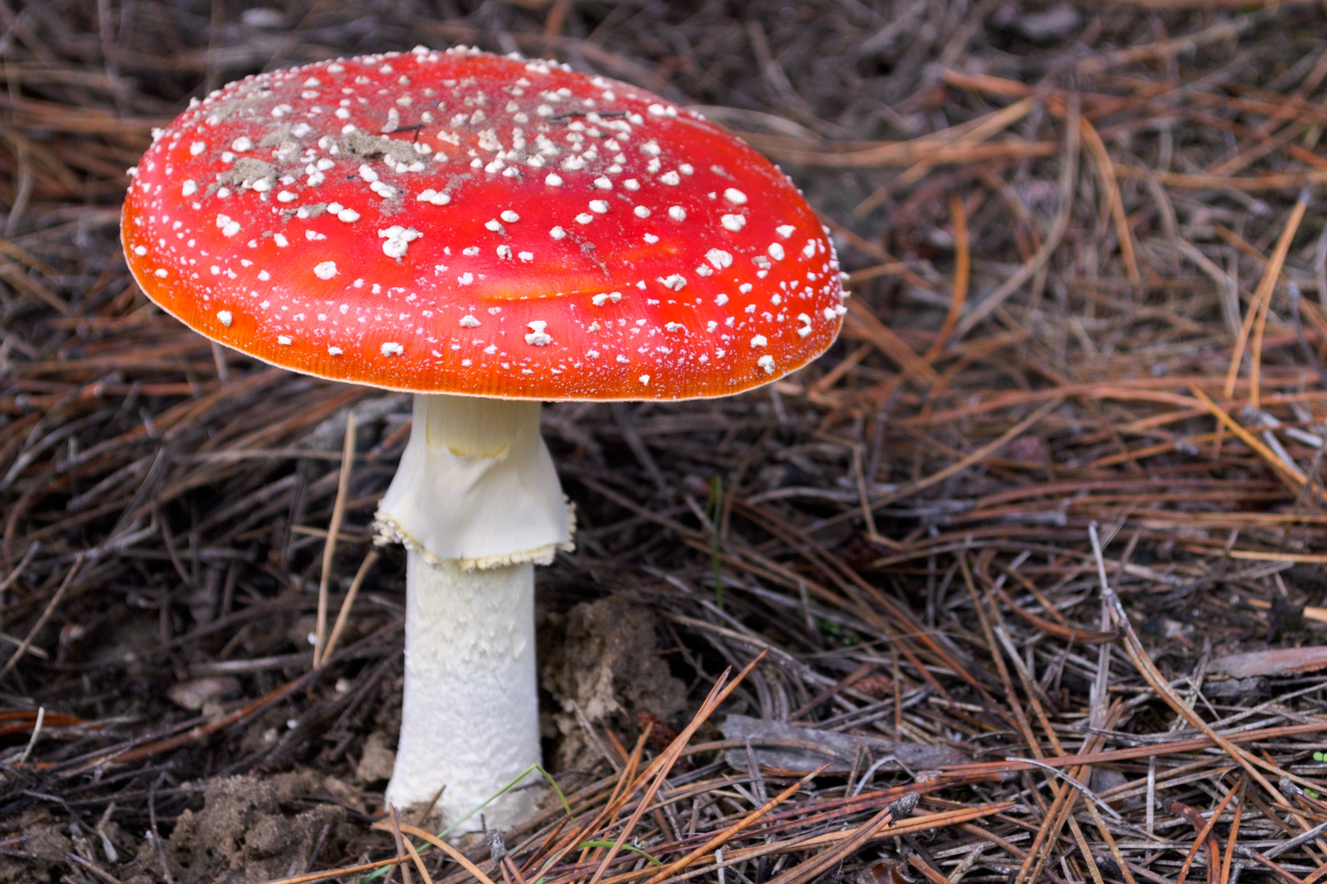 Amanita