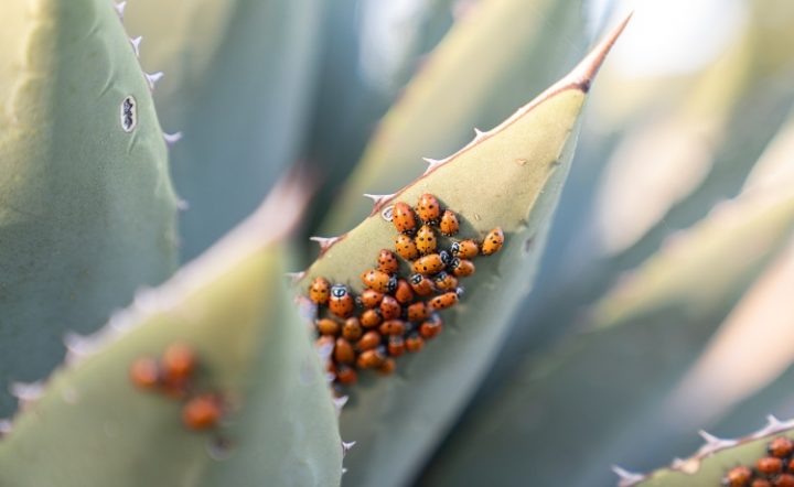 Joaninha: características, hábitos e importância