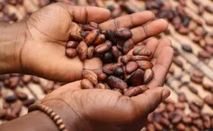 cacau-ssutentavel-amazonia