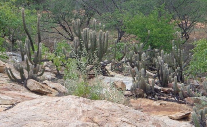 Saiba mais sobre os biomas brasileiros - eCycle