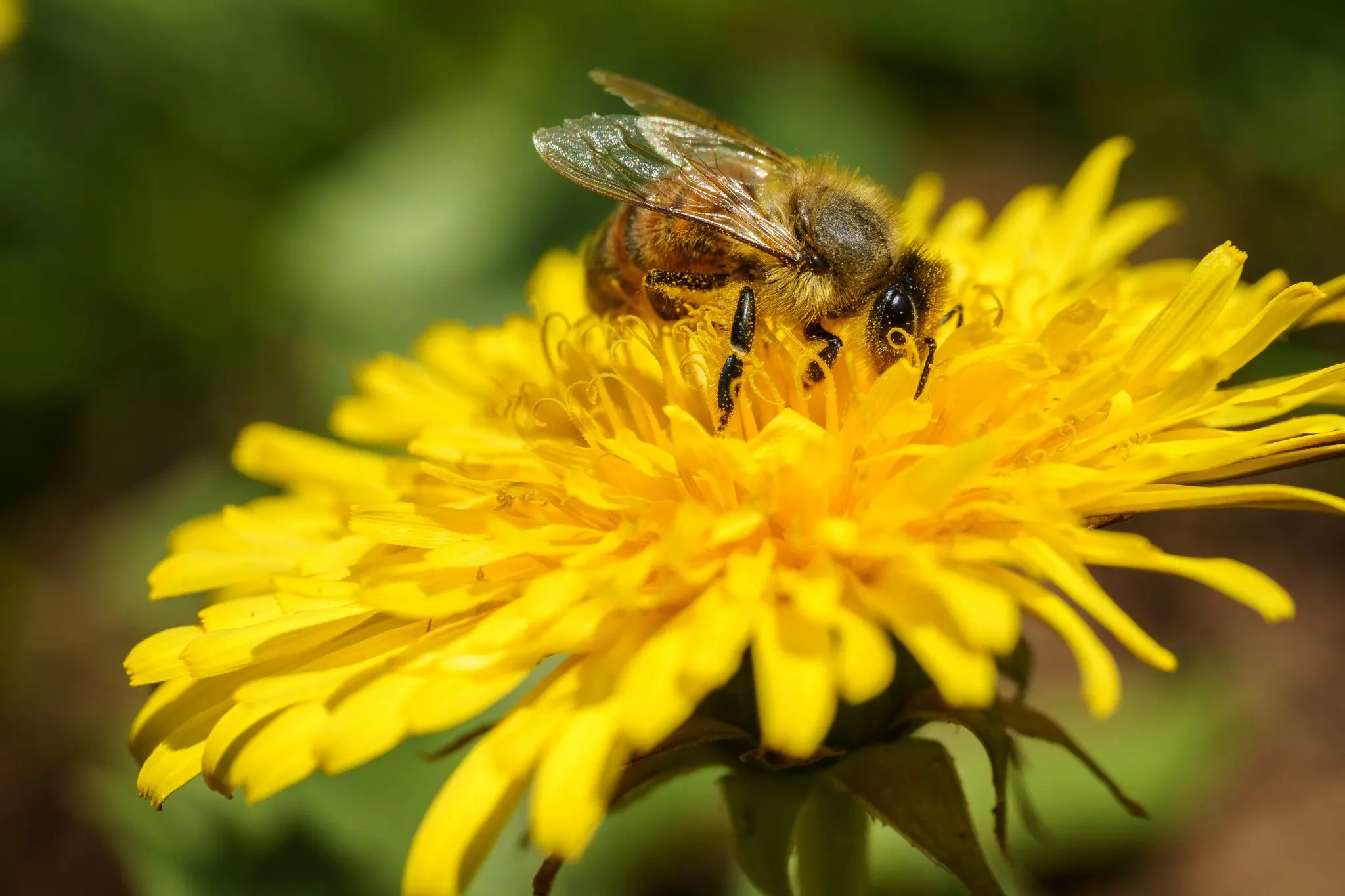 Tecnica Menos Agressiva Detecta Agrotoxicos Em Abelhas E Polen Para Facilitar Protecao De Colmeias Ecycle