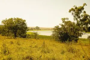 Biomas não florestais