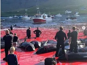 Caça às baleias nas Ilhas Faroe