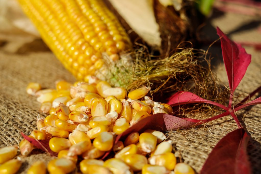 Alimentos ricos em fibras