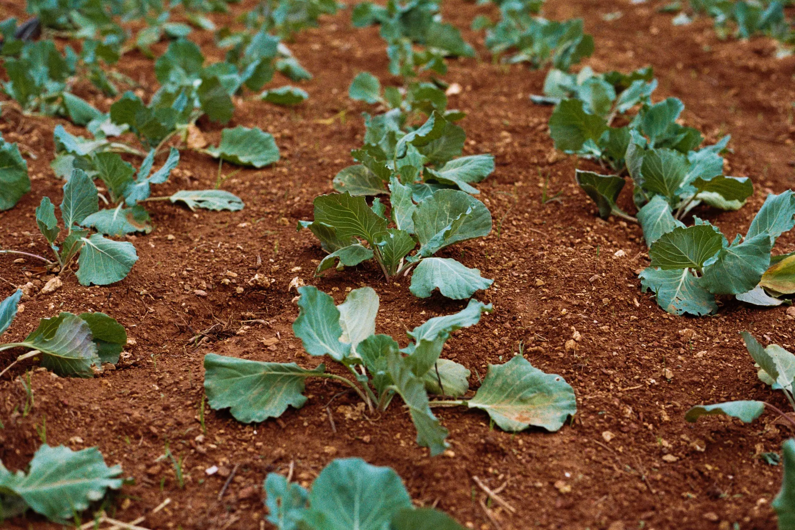 Agricultura Urbana: agroecologia, alimentação, saúde e bem-estar