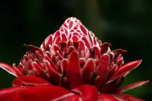 Flor nativa da Mata Atlântica