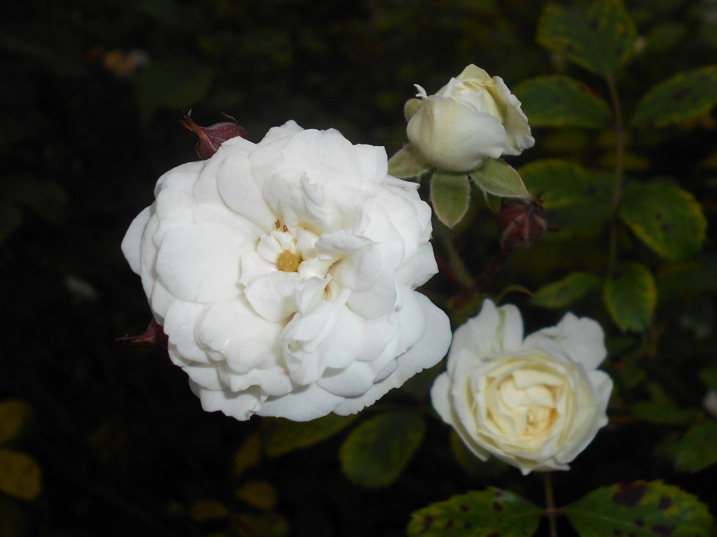 Rosa branca