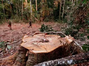 Floresta Nacional do Iquiri de nível Federal, localizado (a) em Lábrea (AM)