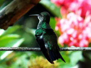 biodiversidade brasileira