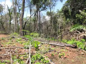 Degradação Florestal