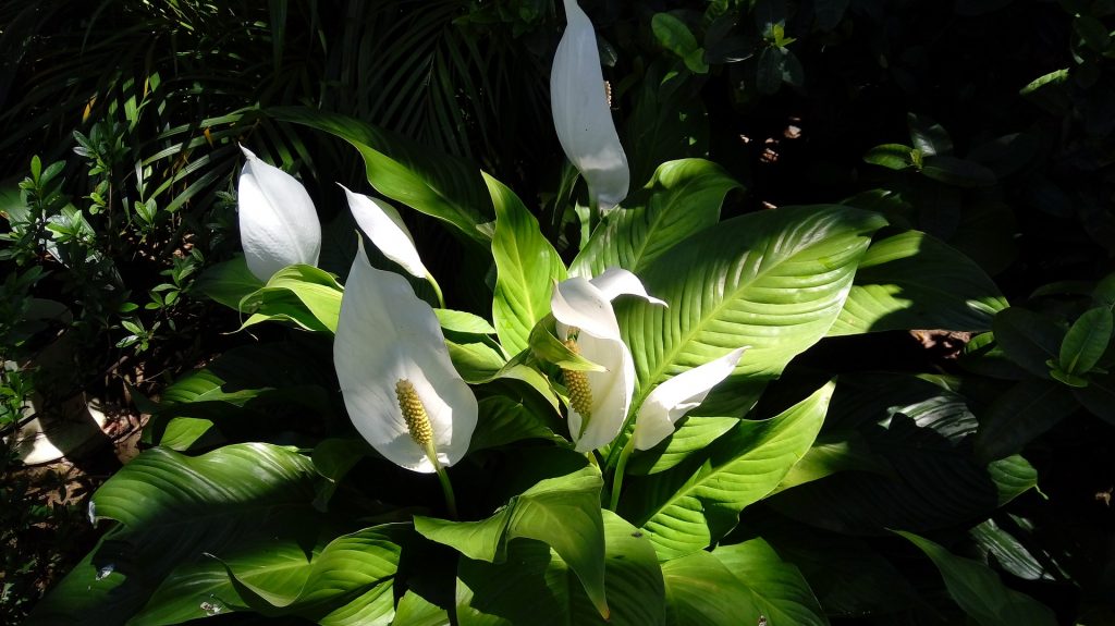 Plantas que purificam o ar