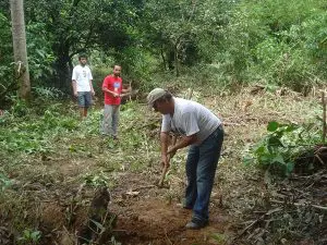 Plantio agroecológico