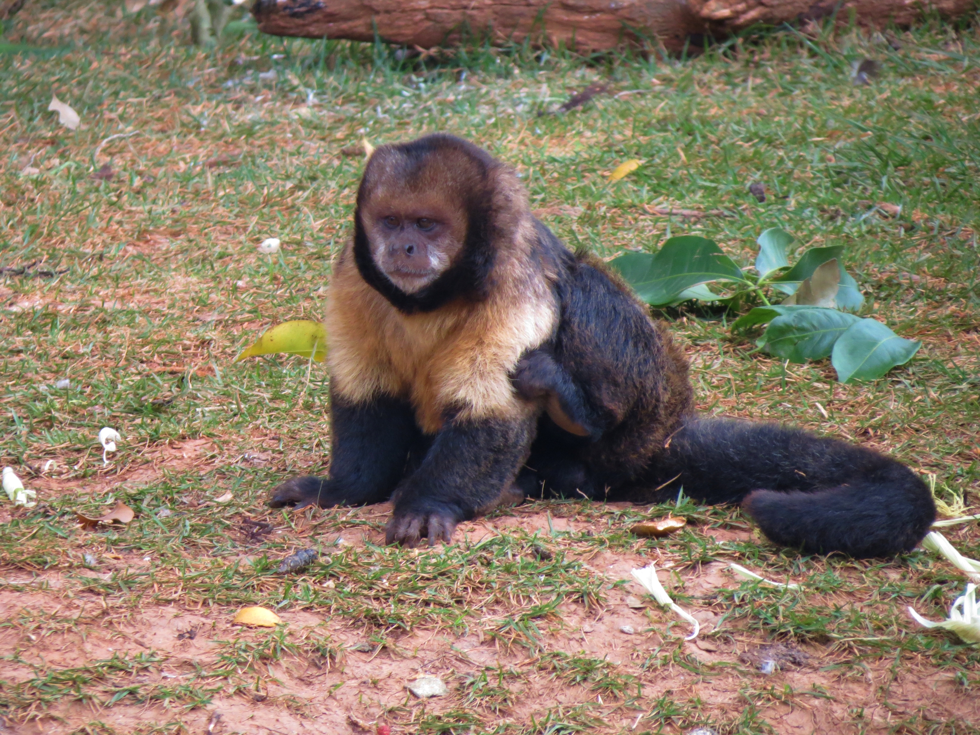 Macaco-prego-do-peito-amarelo, raridade da Caatinga - ((o))eco