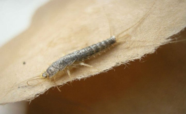 Traças: o que são e como afastá-las naturalmente