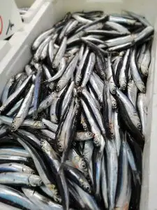 Anchovas