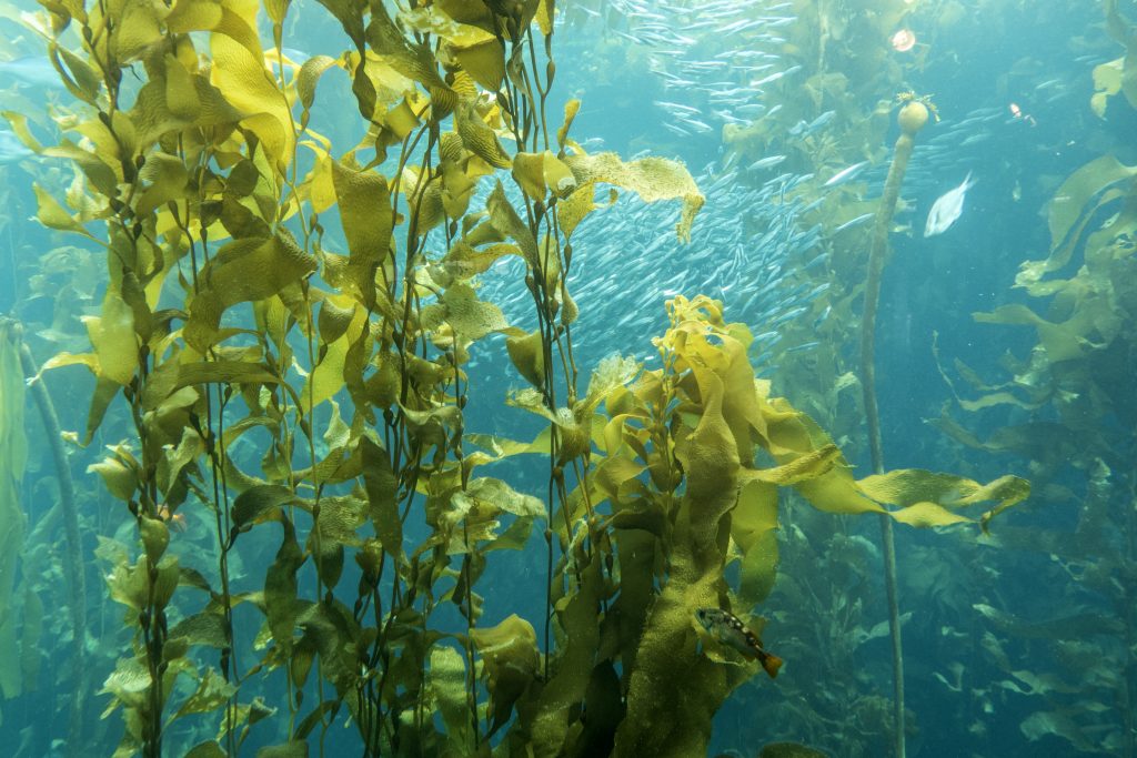 6 benefícios das algas marinhas (e como consumir) - Tua Saúde