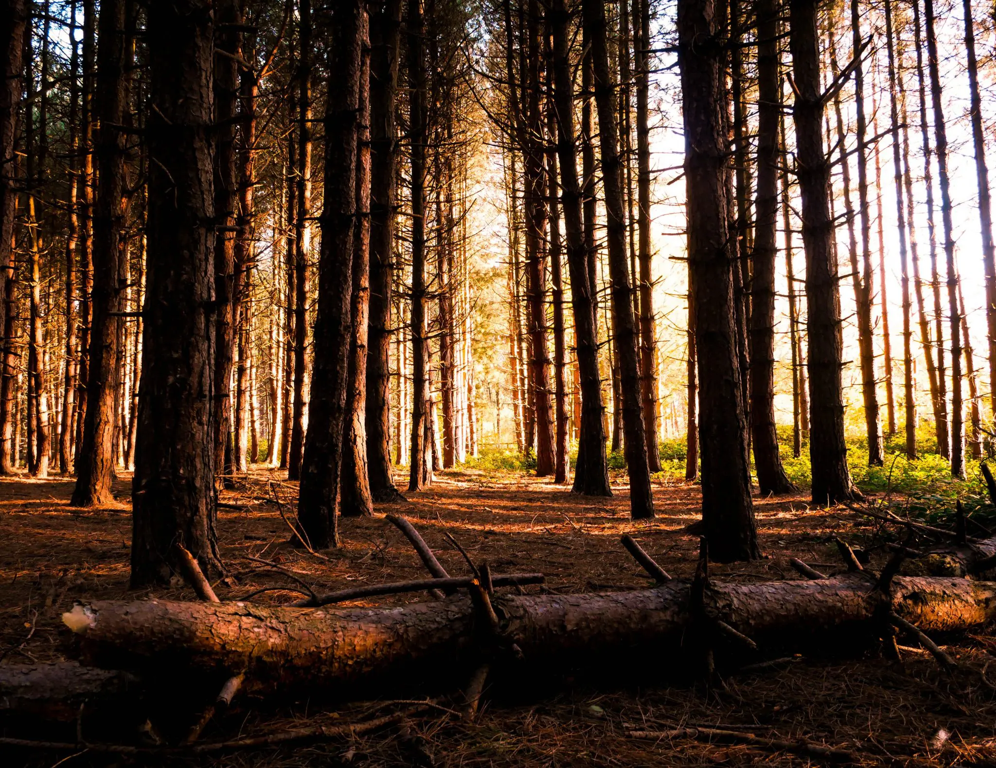 Forest brown. Лес в коричневых тонах. Деревья в лесу. Лес вечером. Лес стволы деревьев.