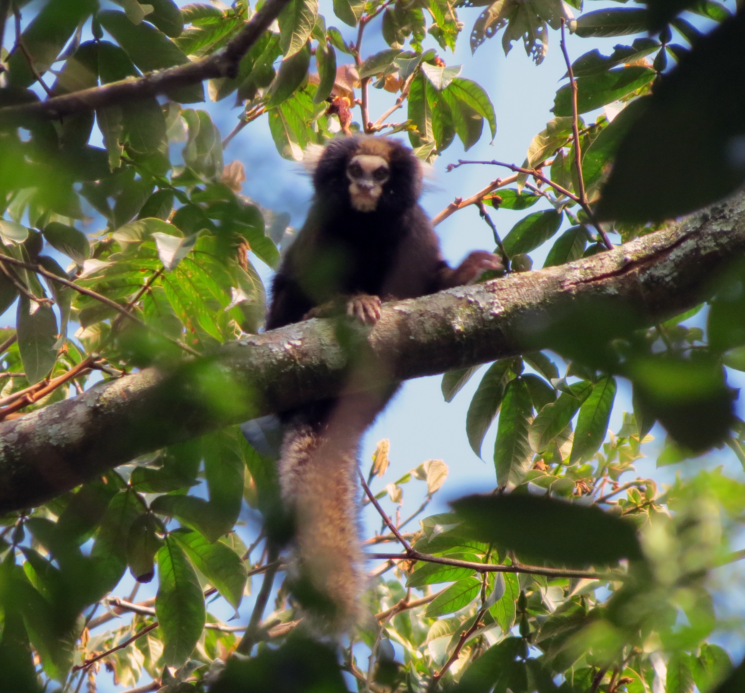 Sagui de tufo branco callithrix jacchus pequeno macaco que habita as  florestas brasileiras