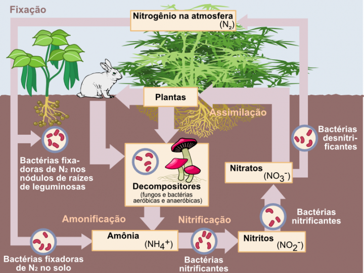 Ciclo do nitrogênio: o que é e como funciona