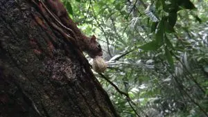 Esquilo da Mata Atlântica