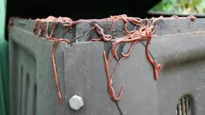 Problema na composteira: minhocas fugindo
