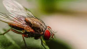 Mosca na composteira