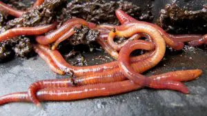 Alimentar minhocas na composteira