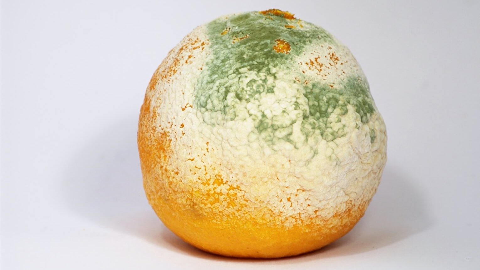 Laranja com fungo de cor azul-esverdeada
