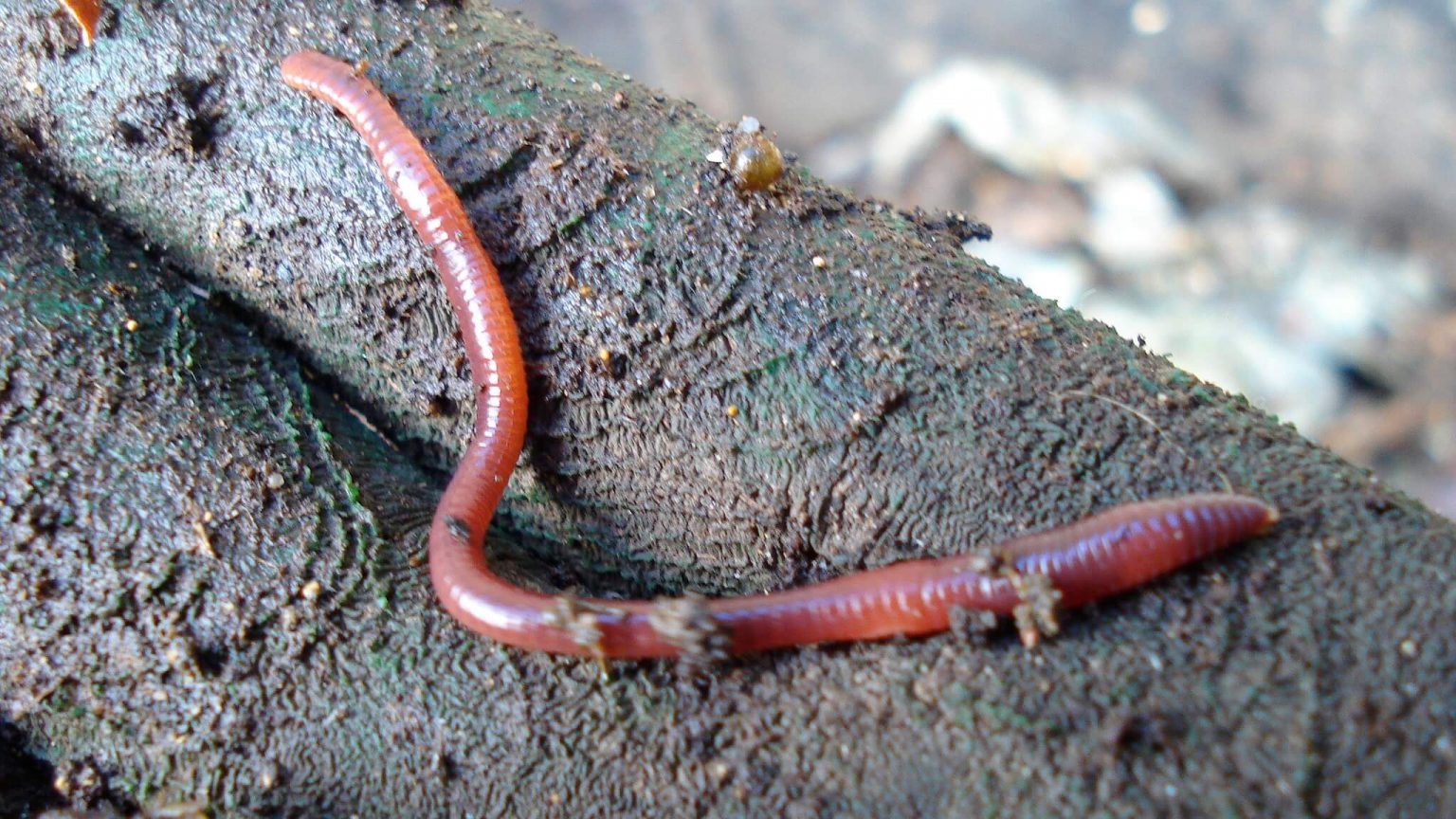 Minhoca: importância na natureza e em casa