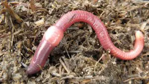 Minhocas californianas de composteira