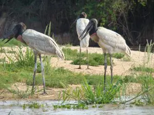 Pantanal