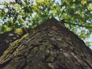 Conservação florestal