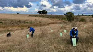 Koala Clancy Foundation
