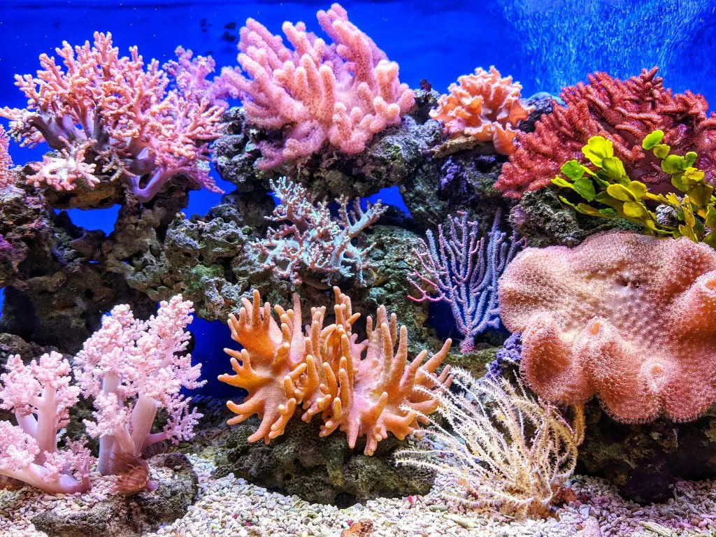 coral