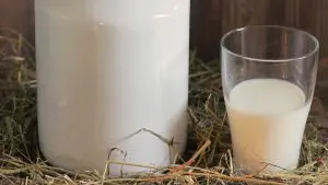 Intolerância a lactose
