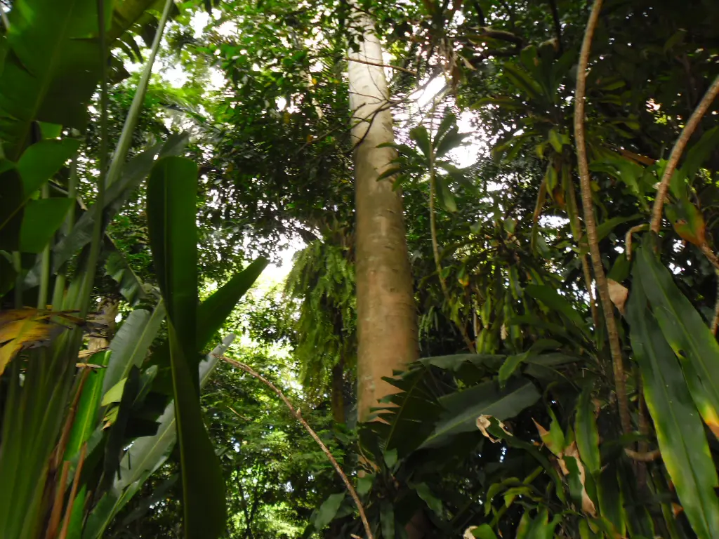 Jogo de mundo aberto e sobrevivência na floresta amazônica, Green