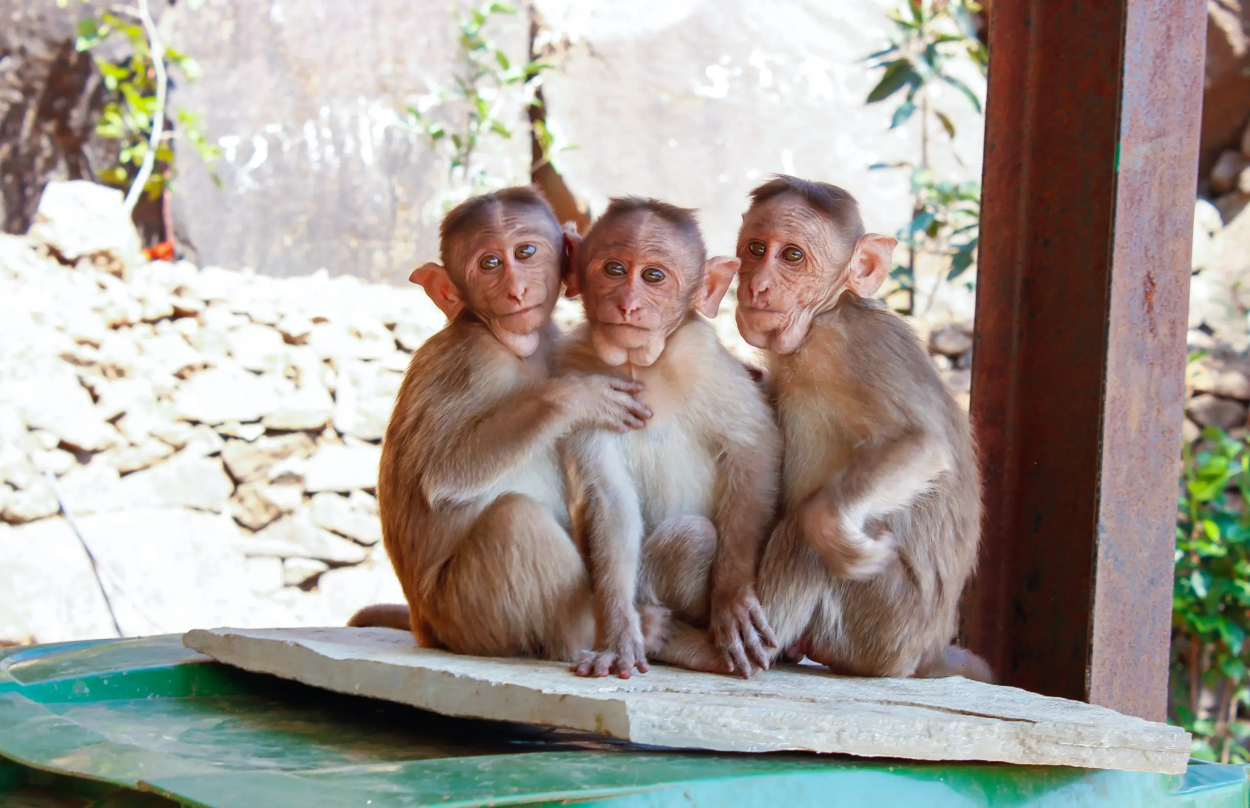 Como vivem os macacos-pregos no Cemacas