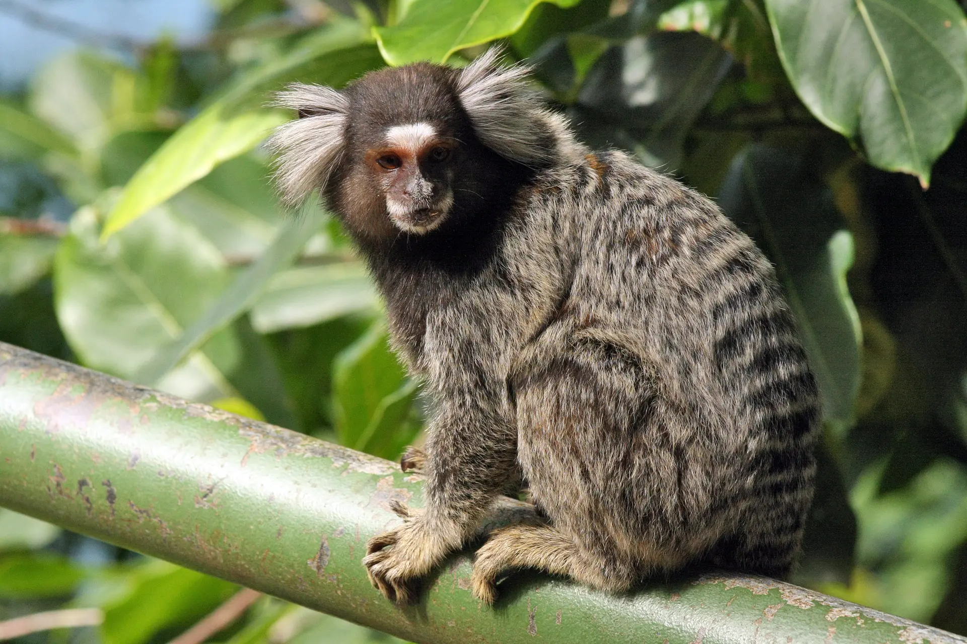 Como vivem os macacos-pregos no Cemacas