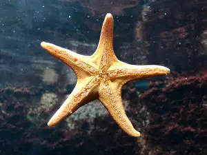 Estrela-do-mar