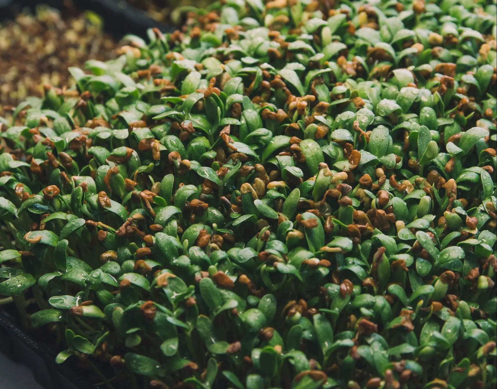 Chá de Feno Grego - Flora Medicinal