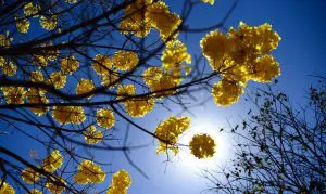 Floradas de ipês-amarelos florecem em Brasília