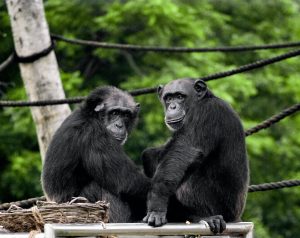 Chimpanzé - características, foto, informações - Animais - InfoEscola