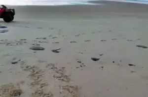 Vazamento de petróleo na praia