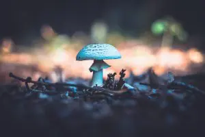 cogumelo azul