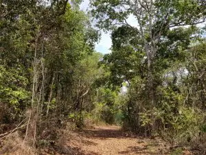 Mata-em-área-contratada-pelo-CONSERV-14