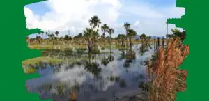 sequestro de carbono
