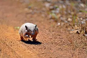 tatu_bola_adriano_gambarini_119107