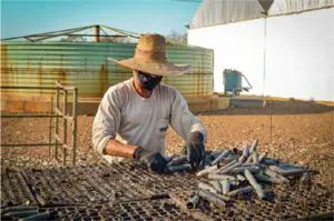 20220221_corredor_caipira_sementes6