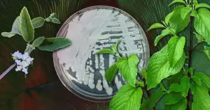 202218_alecrim_pimenta_superfungo_combate_candida_auris