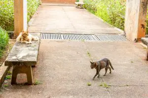 Gatos de rua no Campus Darcy Ribeiro.